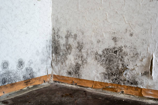 Best Mold Remediation Services  in Sidy, NE